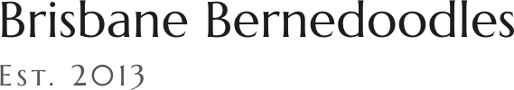 Brisbane Bernedoodles logo